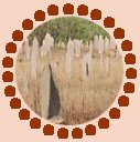 Magnetic termite mounds.