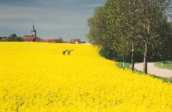 Dorpje tussen de 
	koolzaad velden in de Lorraine.