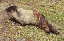 Marmot