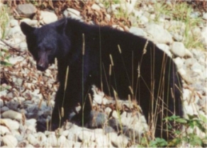 Black bear cub