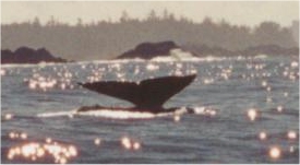 Whale watching off Flores Island