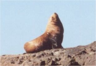 Sea lion