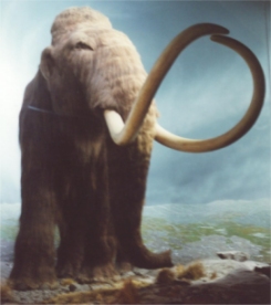 Mammoth in Royal BC Museum